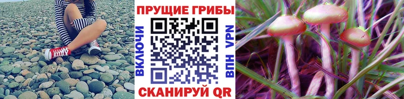 Галлюциногенные грибы GOLDEN TEACHER  Купить где  Павловск 